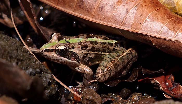 Hike and frogs in nosy be